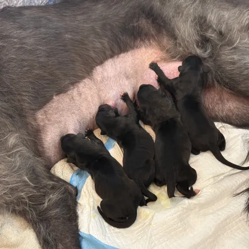 Newborn puppies nursing