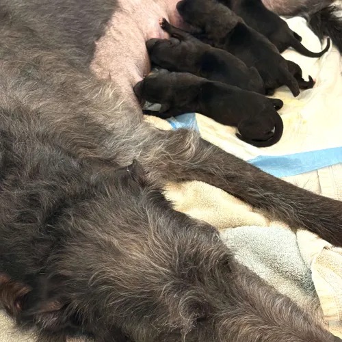 Newborn puppies nursing