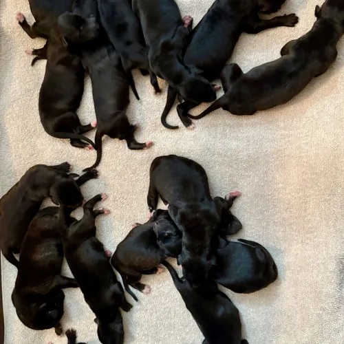 Newborn puppies lying in whelping box