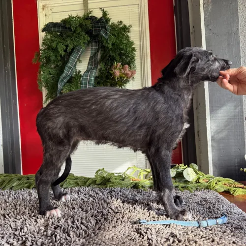 Blue boy stack photo