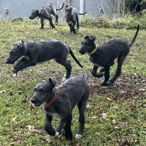 Deerhound puppies running in yard