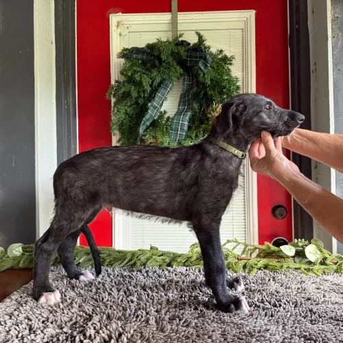Stacked Scottish deerhound puppy