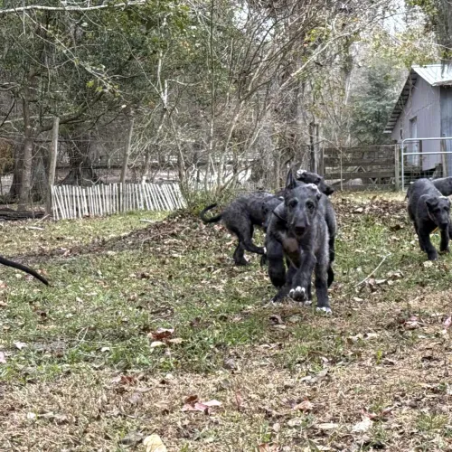 Puppy pack running at us