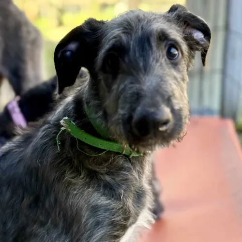 Young deerhound looking at camera