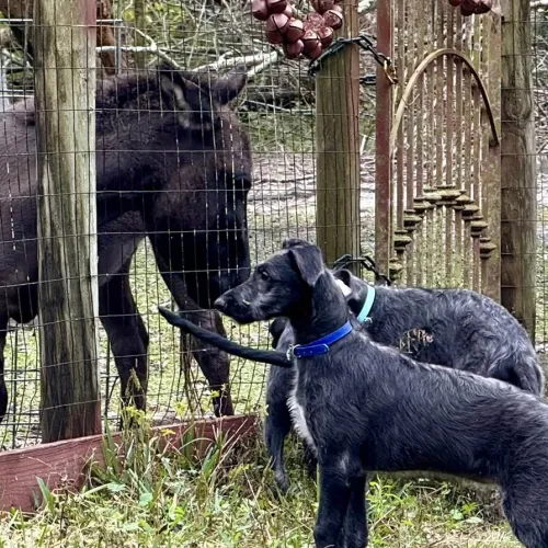Deerhound puppies meeting the mini donkey
