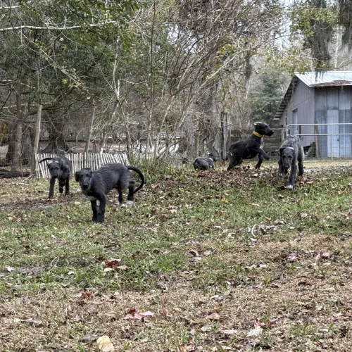 Puppies playing in the yard