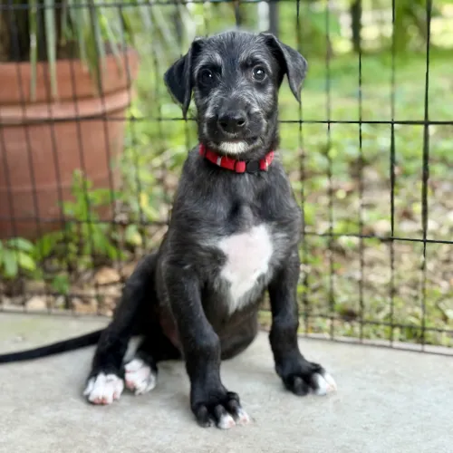 Red boy sitting on the porch