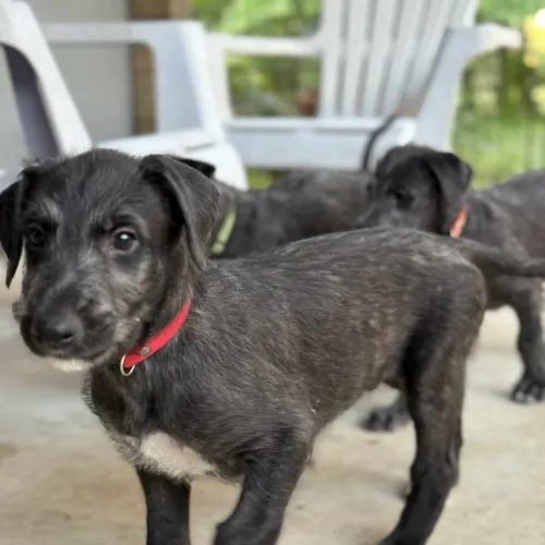 Red boy walking on porch