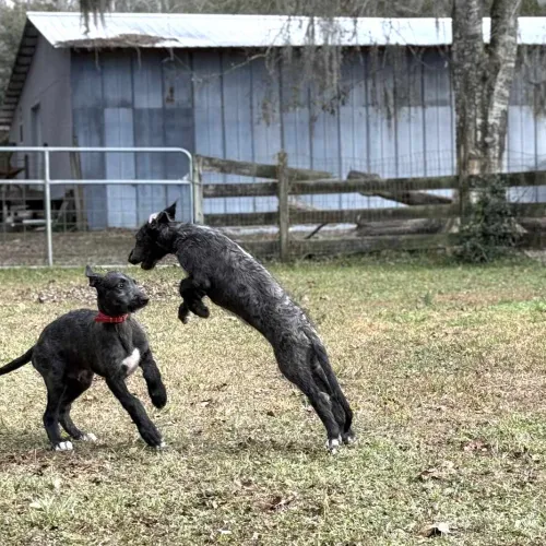 Puppies leaping and running in yard