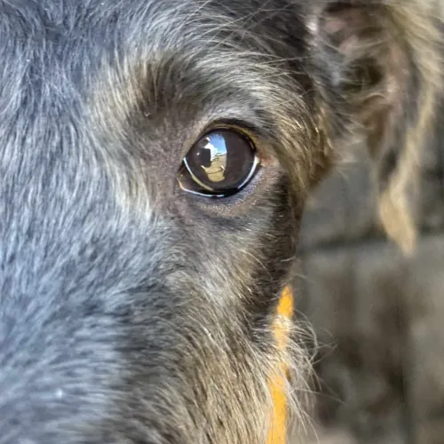 Puppy eye closeup