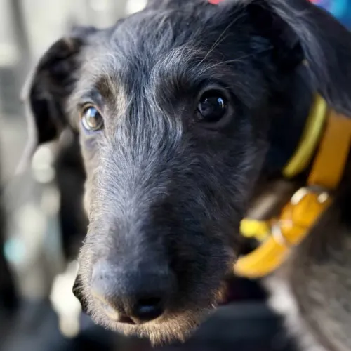Young deerhound head and neck