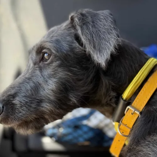 Young deerhound head and neck