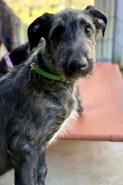 Young deerhound looking at camera