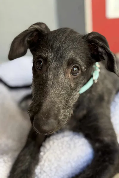 Young deerhound looking at camera