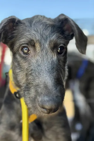 Deerhound puppy head from front