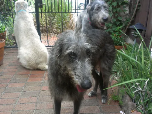 Two hounds face the camera while a wheaten wolfhound looks the other way