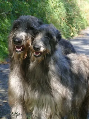 Two smiling adult deerhounds looking at camera