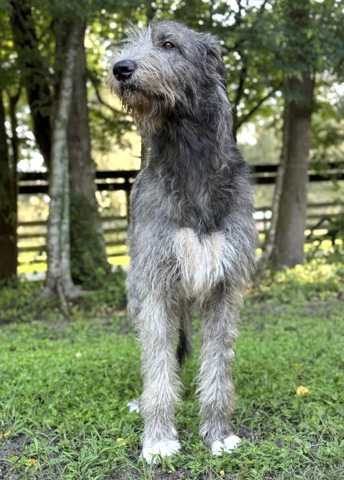 Juvenile wolfhound looking towards the sky