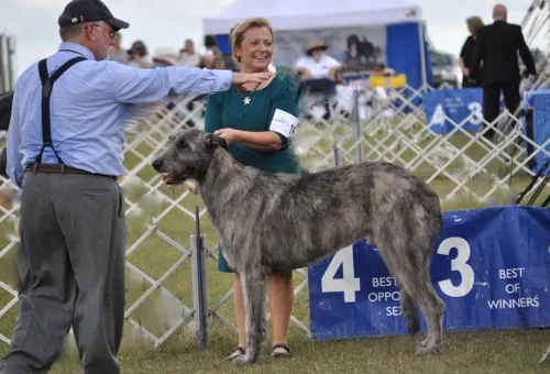 AKC judge giving instructions in the show ring