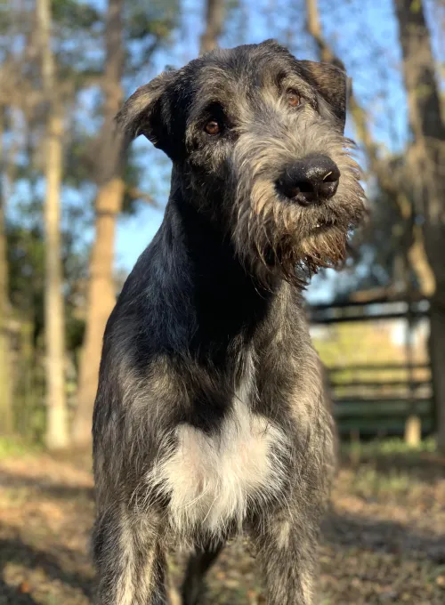 Quizzical look from a young wolfhound