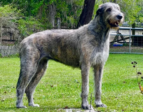 Juvenile Irish Wolfhound