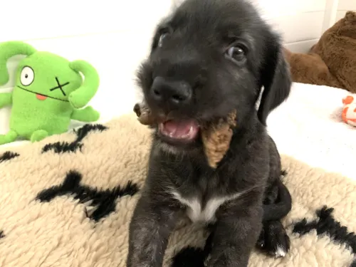 Very young wolfhound pup