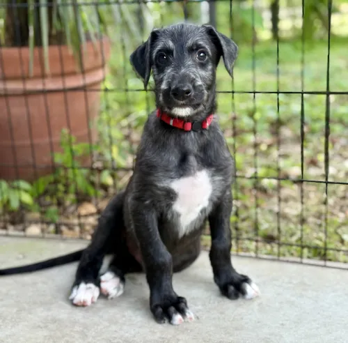 Red boy sitting on the porch