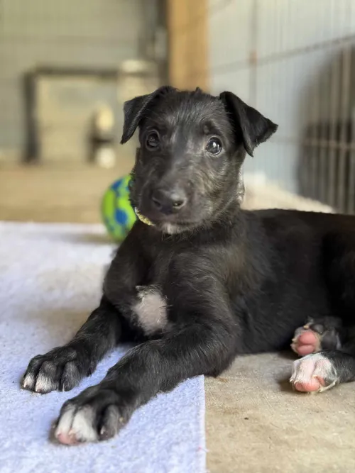 Yellow girl laying on the porch